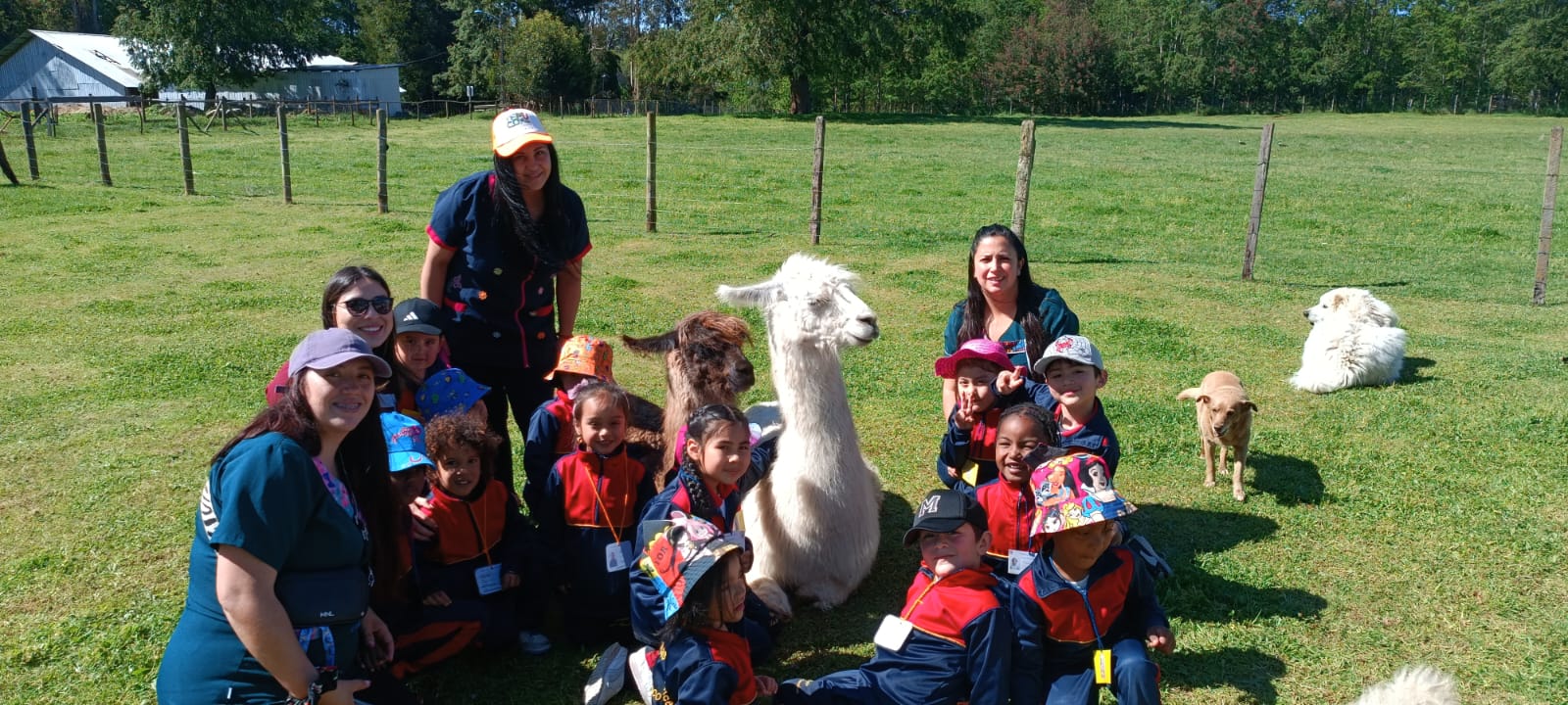 Salida Pedagógica a Granja Llama del Sur: Pre-Kínder del Colegio Las Américas de Temuco Vive el Aprendizaje Integral de los Seres Vivos