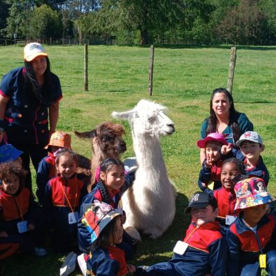 Salida Pedagógica a Granja Llama del Sur: Pre-Kínder del Colegio Las Américas de Temuco Vive el Aprendizaje Integral de los Seres Vivos