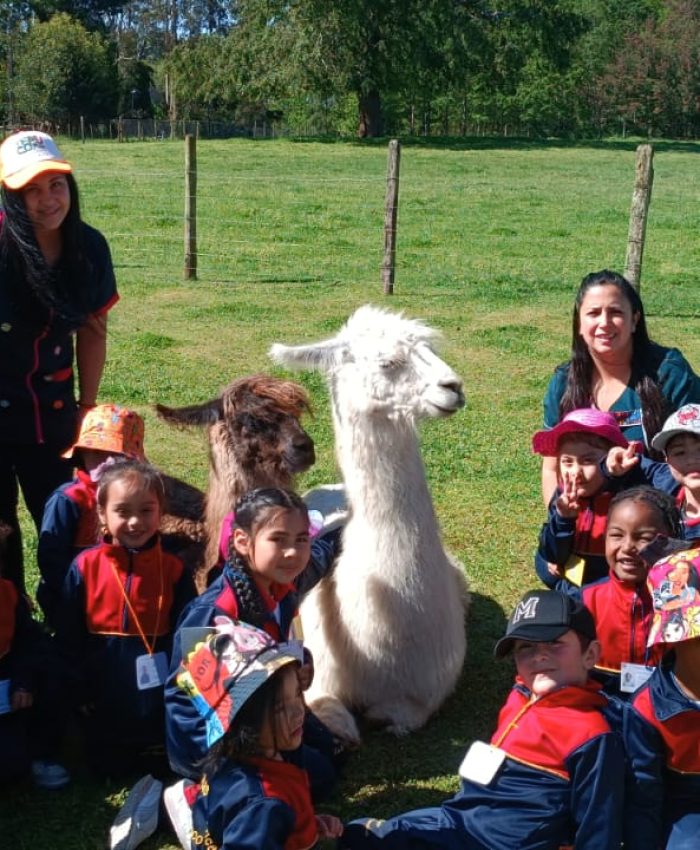 Salida Pedagógica a Granja Llama del Sur: Pre-Kínder del Colegio Las Américas de Temuco Vive el Aprendizaje Integral de los Seres Vivos